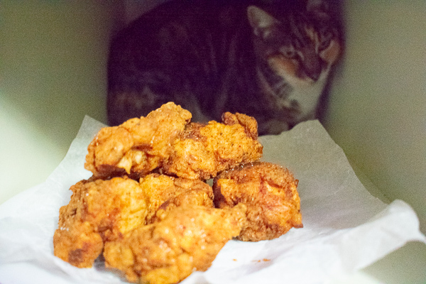 Best KFC-fried-chicken-with-cat