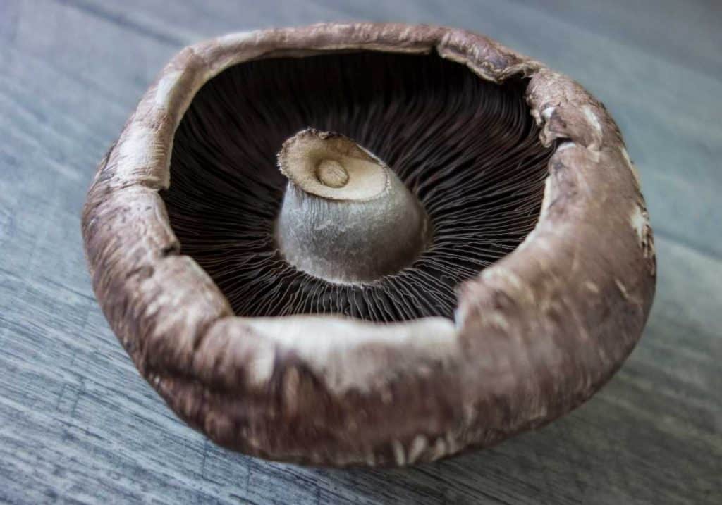 portabella mushrooms with gills and stem showing
